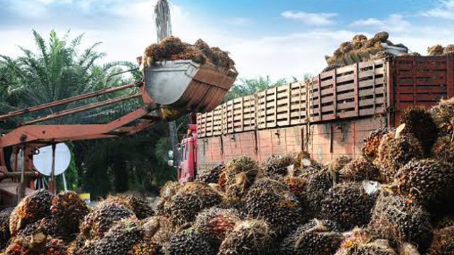 Nigerian Palm Oil Farmland: A 2025 Investor’s Guide to High-Yield Opportunities