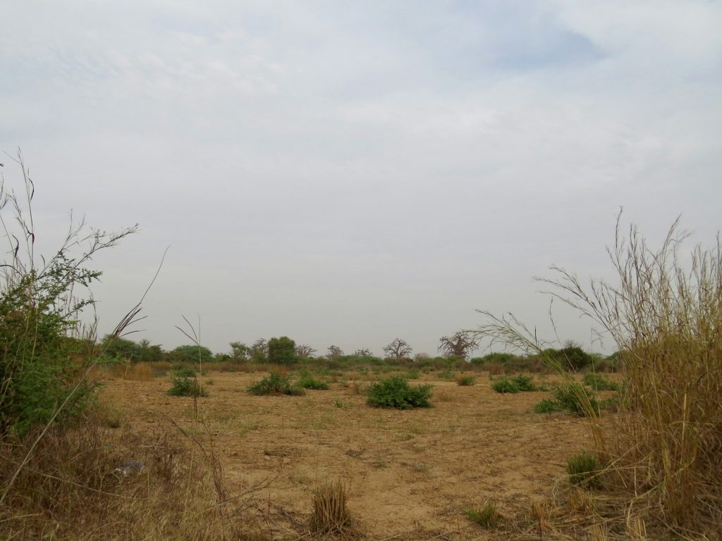 Open stretch of undeveloped green land in West Africa, illustrating the cheapest places to buy land in Nigeria in 2026