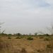 Open stretch of undeveloped green land in West Africa, illustrating the cheapest places to buy land in Nigeria in 2026